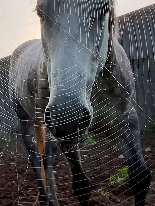 Horse Opera : Affiche