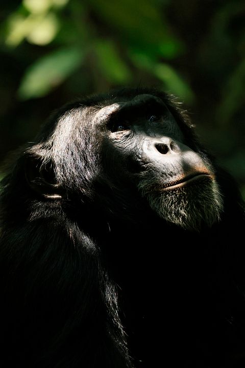L'Empire des chimpanzés : Photo
