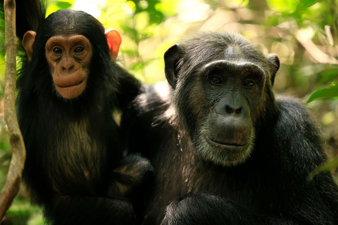 L'Empire des chimpanzés : Photo