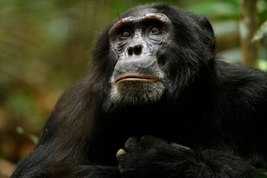 L'Empire des chimpanzés : Photo