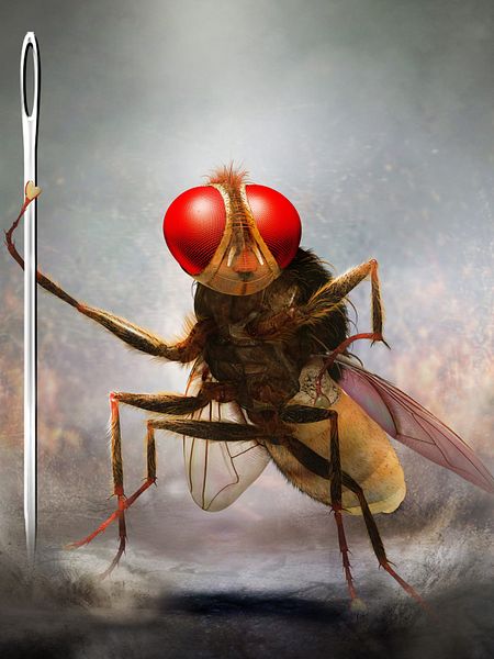 Eega, la mouche vengeresse