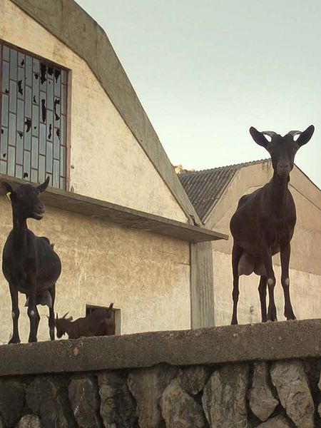 Affiche du film Domus de Janas