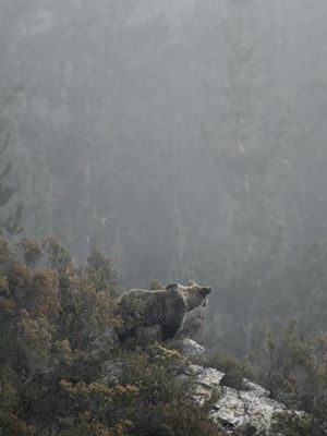 Affiche du film Ours simplement sauvage