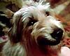 Winn-Dixie mon meilleur ami Trailer