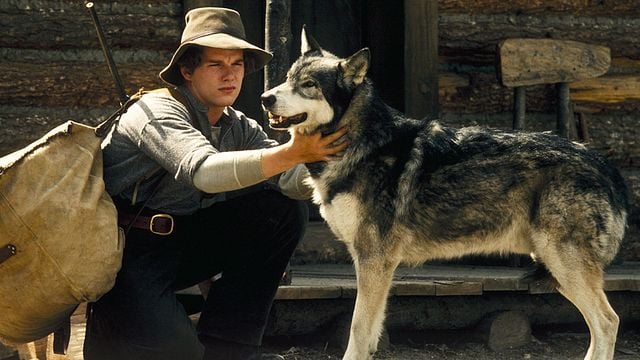 Le Chien Et Le Loup Film 2021 Teaser Croc Blanc : partez à l'aventure avec le célèbre chien-loup
