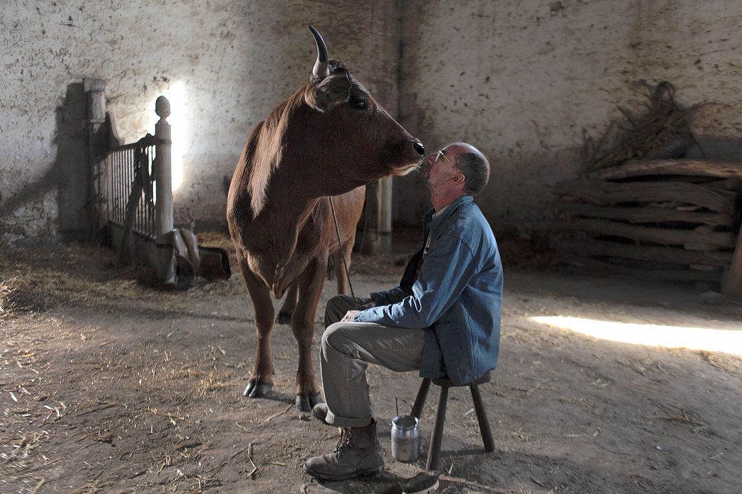 La Vache : Photo Fatsah Bouyahmed